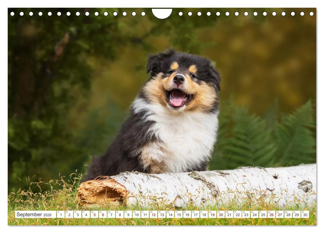Bild: 9783457356265 | Collies - die schönsten Hunde der Welt (Wandkalender 2026 DIN A4...