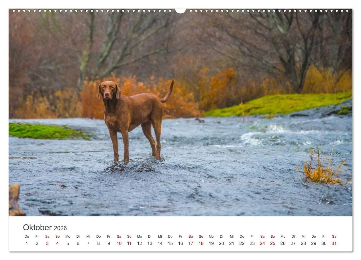 Bild: 9783457416365 | Labrador - Der Vierbeiner in Szene gesetzt. (hochwertiger Premium...