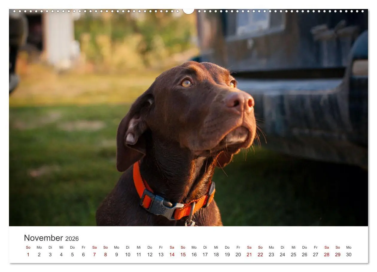 Bild: 9783457416365 | Labrador - Der Vierbeiner in Szene gesetzt. (hochwertiger Premium...