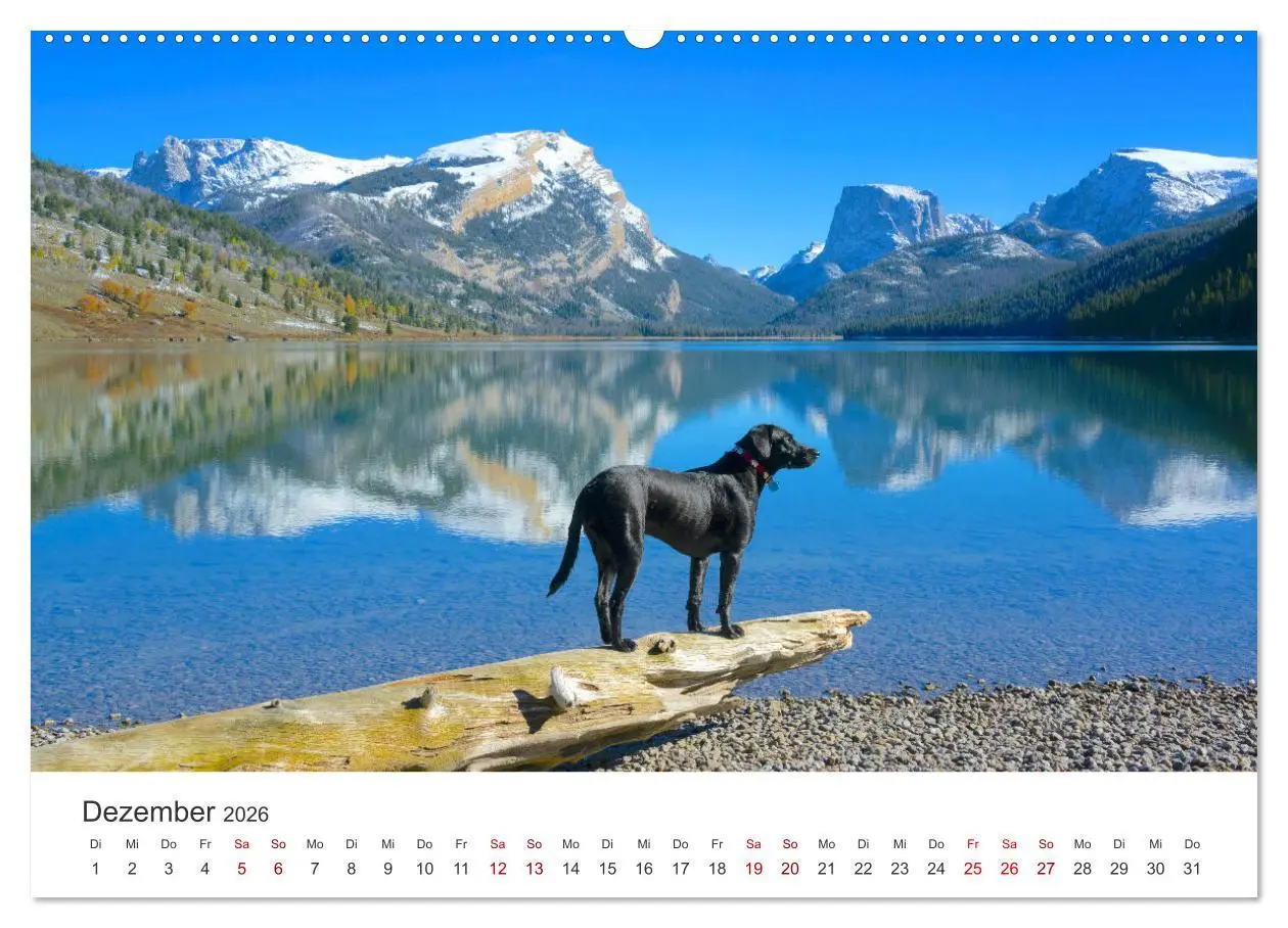Bild: 9783457416365 | Labrador - Der Vierbeiner in Szene gesetzt. (hochwertiger Premium...