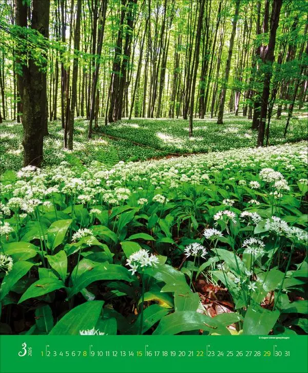Bild: 9783731886365 | Augenblicke im Wald 2026 | Verlag Korsch | Kalender | Spiralbindung