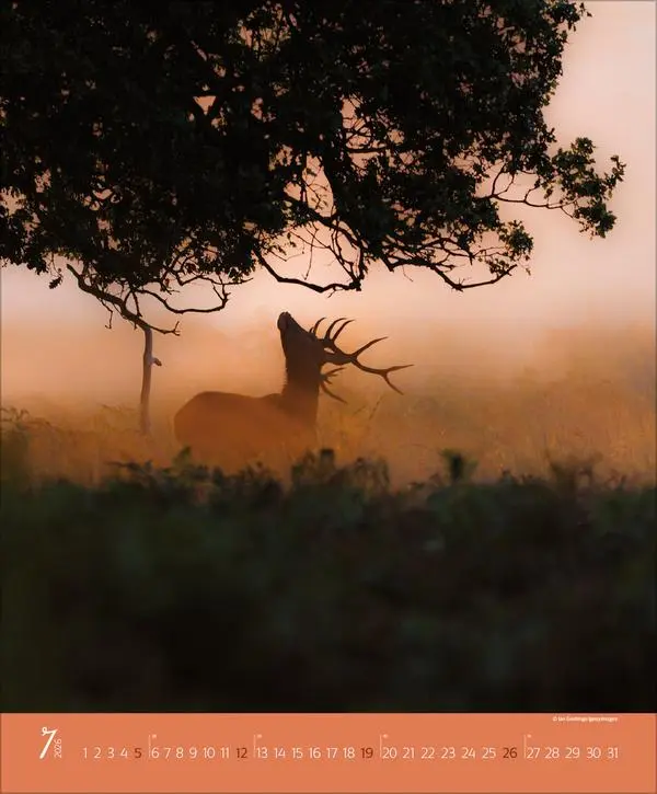 Bild: 9783731886365 | Augenblicke im Wald 2026 | Verlag Korsch | Kalender | Spiralbindung