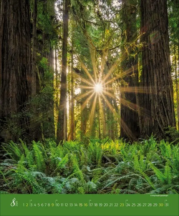 Bild: 9783731886365 | Augenblicke im Wald 2026 | Verlag Korsch | Kalender | Spiralbindung