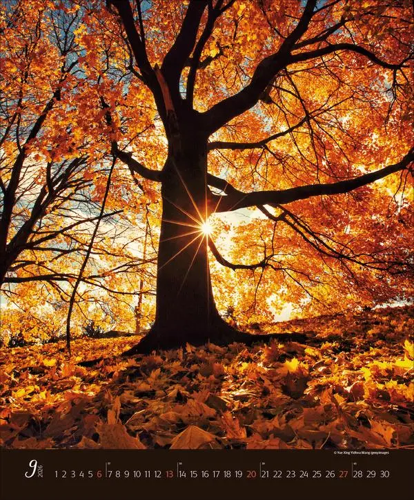 Bild: 9783731886365 | Augenblicke im Wald 2026 | Verlag Korsch | Kalender | Spiralbindung