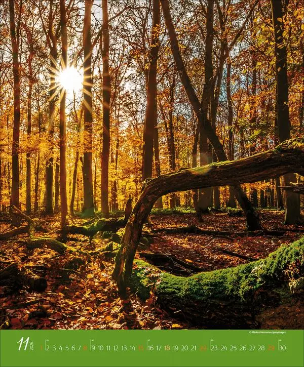 Bild: 9783731886365 | Augenblicke im Wald 2026 | Verlag Korsch | Kalender | Spiralbindung