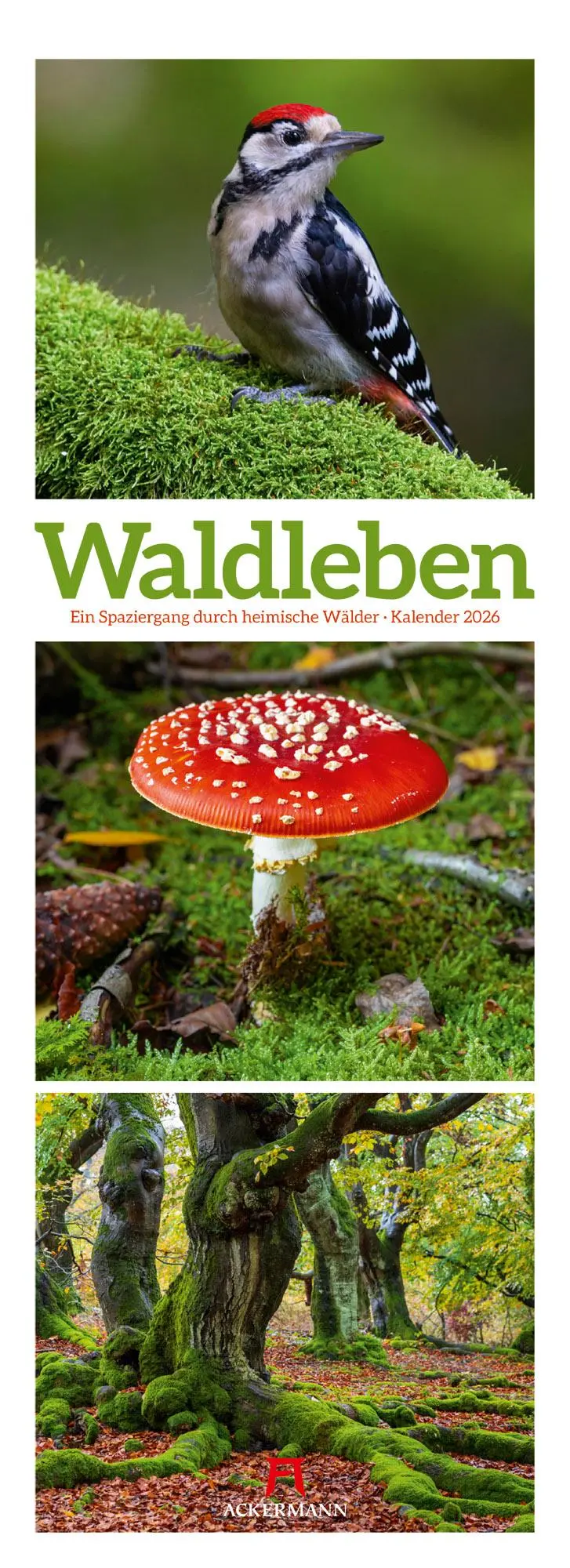 Cover: 9783838426365 | Waldleben - Ein Spaziergang durch heimische Wälder Triplet-Kalender...
