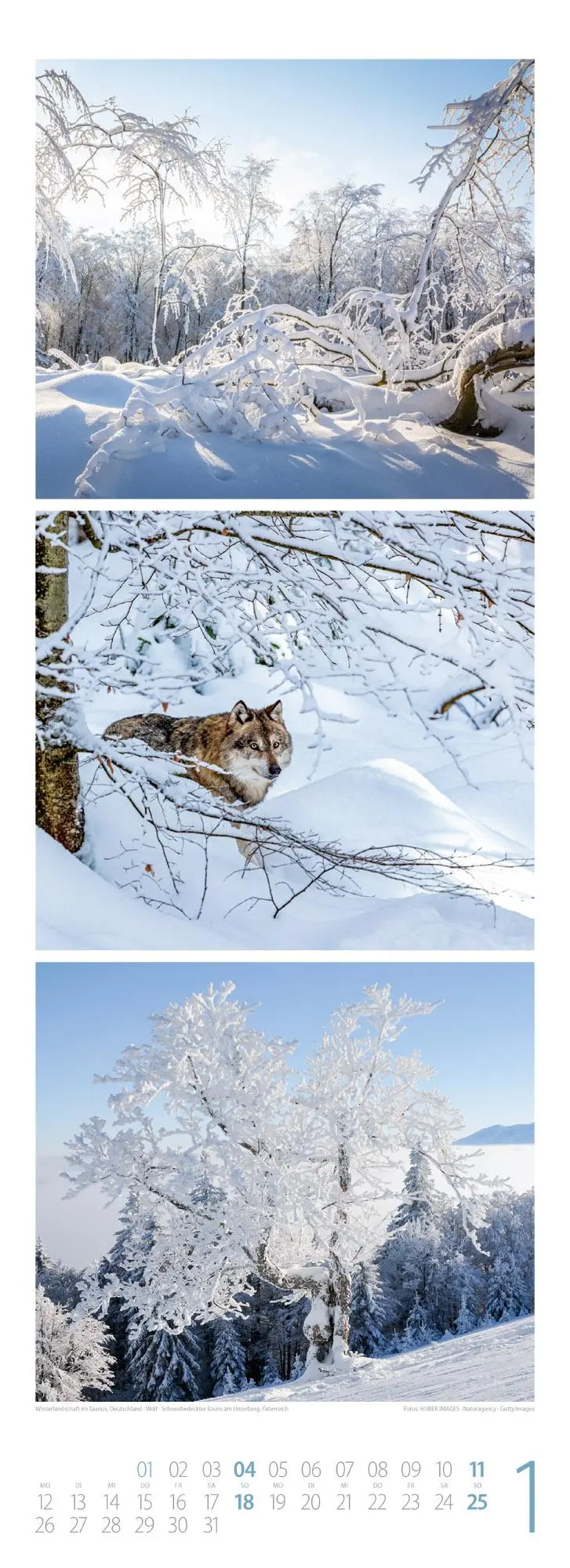 Bild: 9783838426365 | Waldleben - Ein Spaziergang durch heimische Wälder Triplet-Kalender...