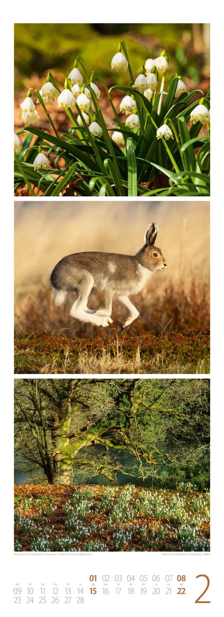 Bild: 9783838426365 | Waldleben - Ein Spaziergang durch heimische Wälder Triplet-Kalender...