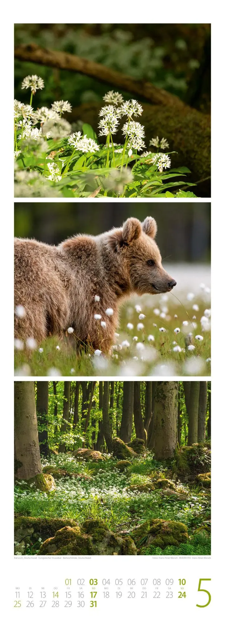 Bild: 9783838426365 | Waldleben - Ein Spaziergang durch heimische Wälder Triplet-Kalender...