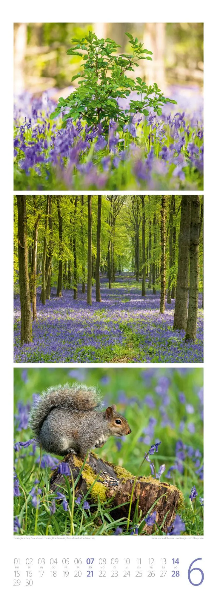 Bild: 9783838426365 | Waldleben - Ein Spaziergang durch heimische Wälder Triplet-Kalender...