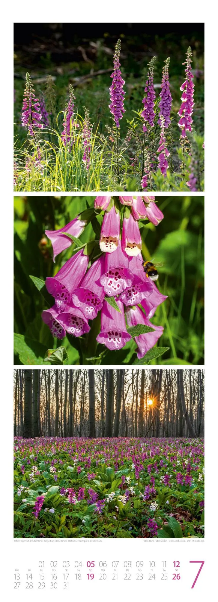 Bild: 9783838426365 | Waldleben - Ein Spaziergang durch heimische Wälder Triplet-Kalender...