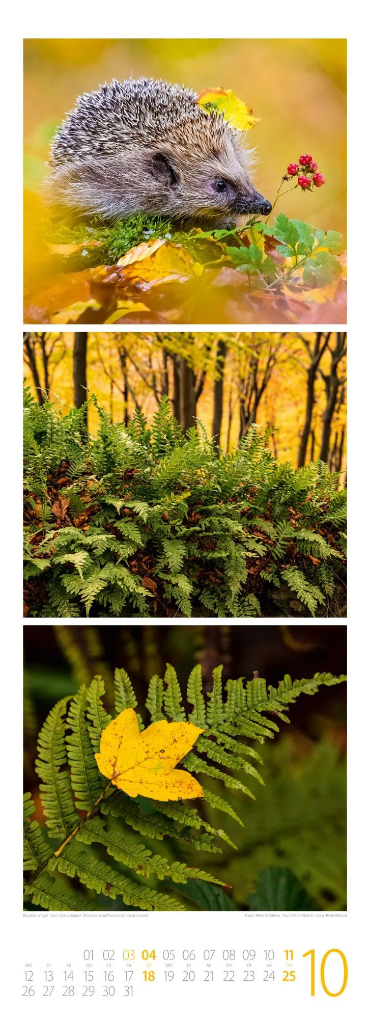 Bild: 9783838426365 | Waldleben - Ein Spaziergang durch heimische Wälder Triplet-Kalender...