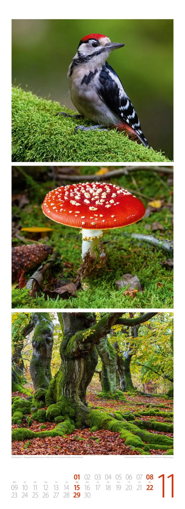 Bild: 9783838426365 | Waldleben - Ein Spaziergang durch heimische Wälder Triplet-Kalender...