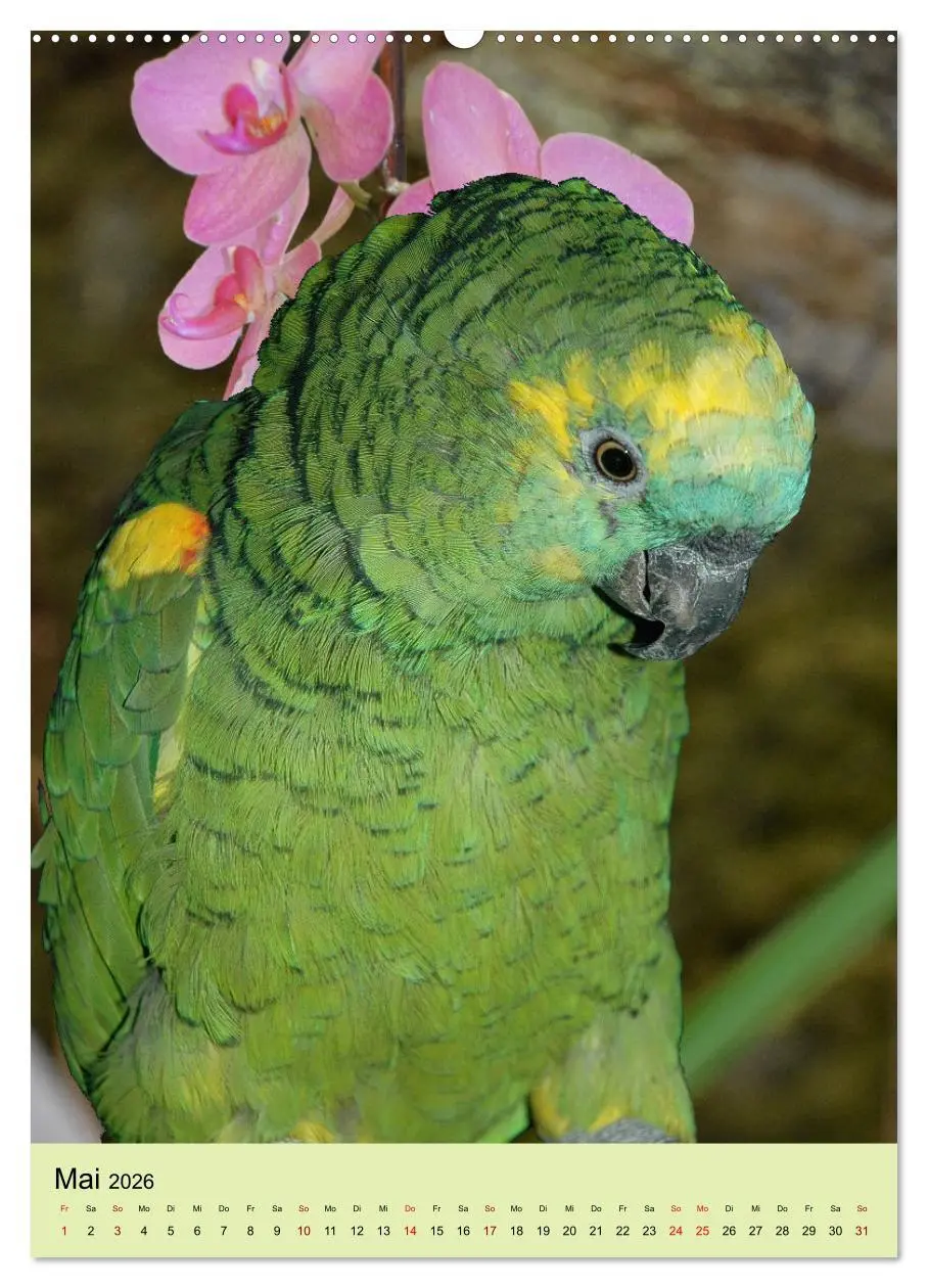 Bild: 9783516346565 | Die bunte Vielfalt Südamerikas - Aras, Amazonen und Sittiche im...