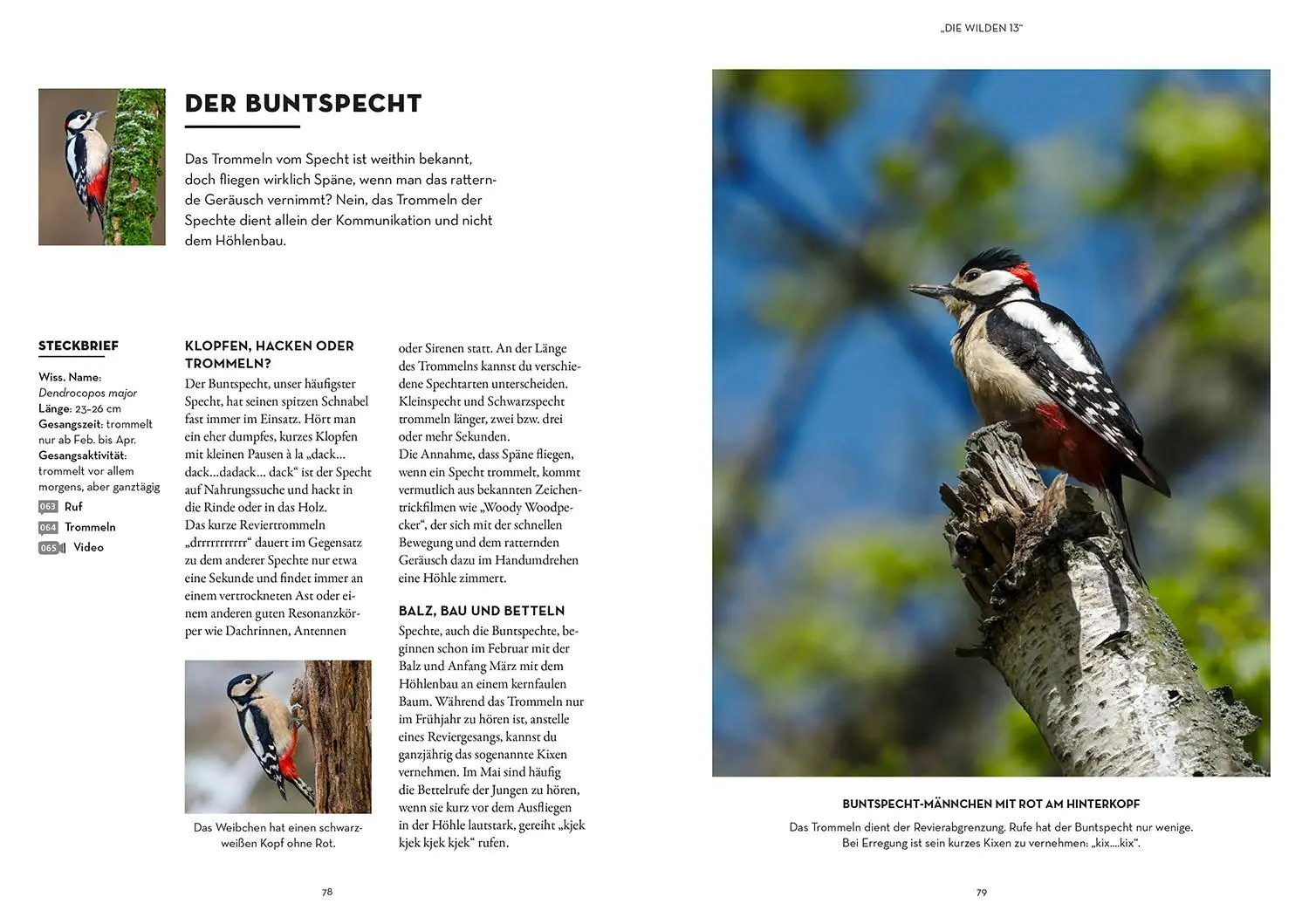 Bild: 9783440176665 | Vögel bestimmen mit den Ohren | Philipp Herrmann | Taschenbuch | 2025