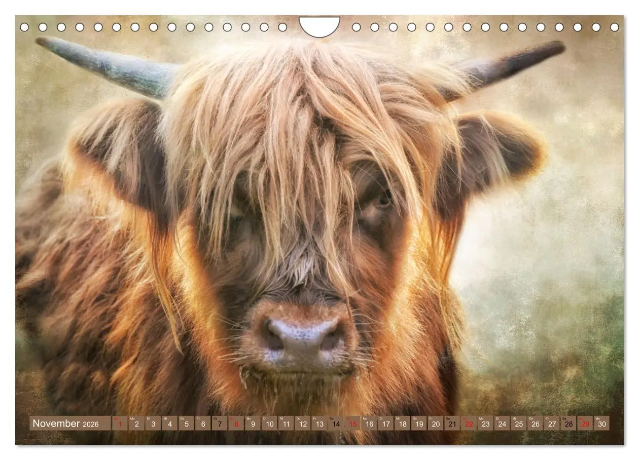 Bild: 9783457626665 | Hochlandrinder - Zottelige Schönheiten (Wandkalender 2026 DIN A4...