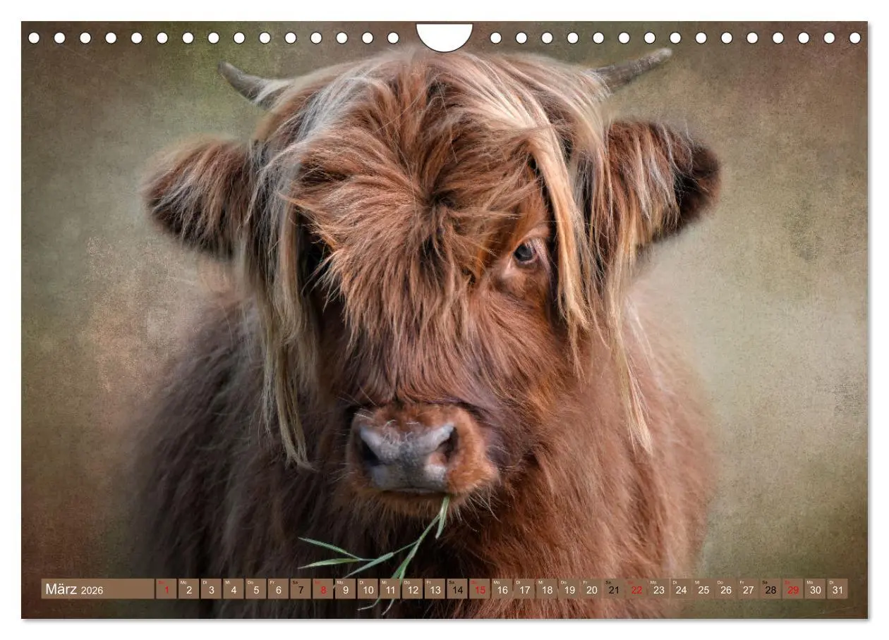 Bild: 9783457626665 | Hochlandrinder - Zottelige Schönheiten (Wandkalender 2026 DIN A4...