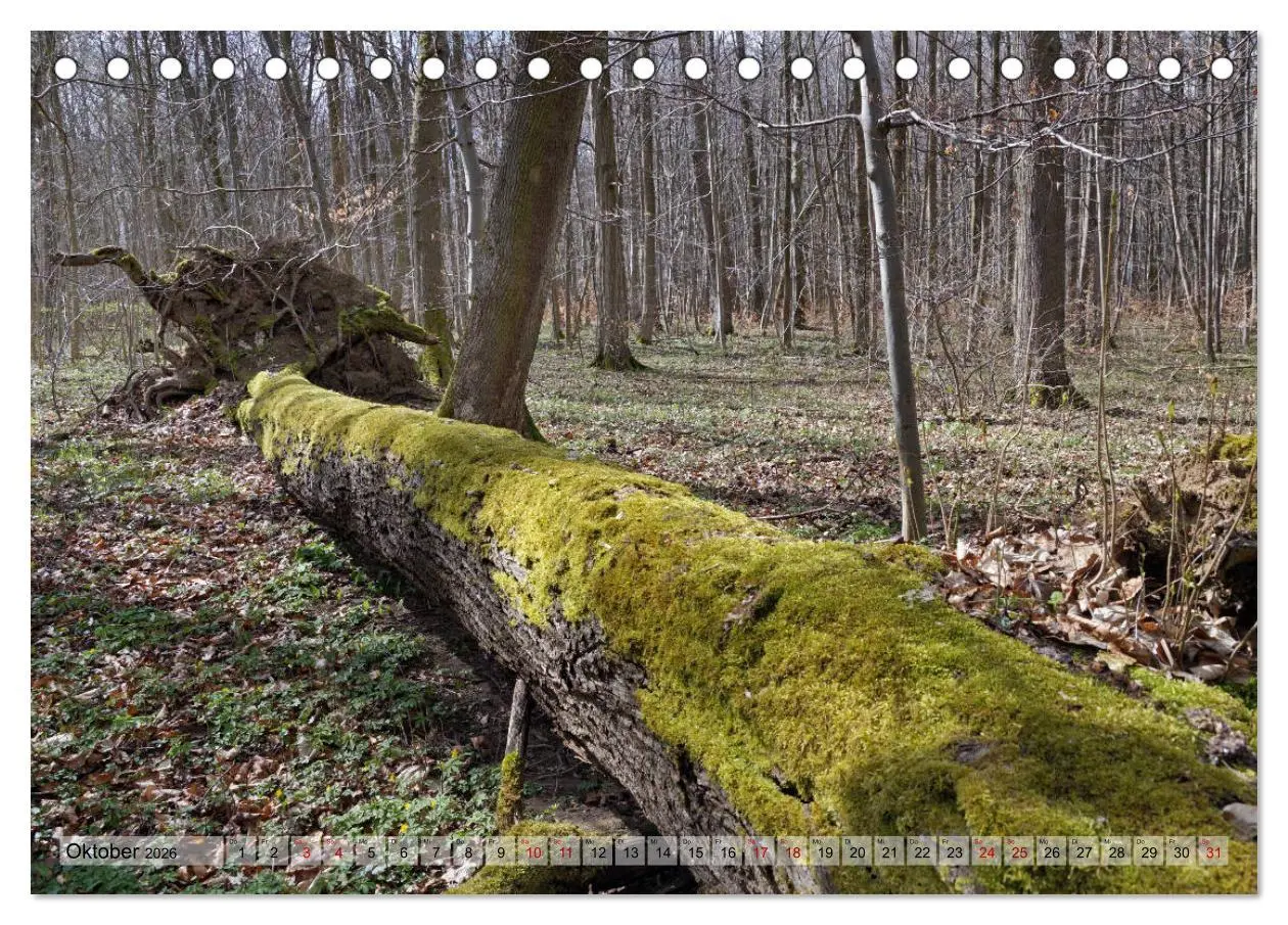Bild: 9783457866665 | Der Hainich in Thüringen - Weltnaturerbe (Tischkalender 2026 DIN A5...