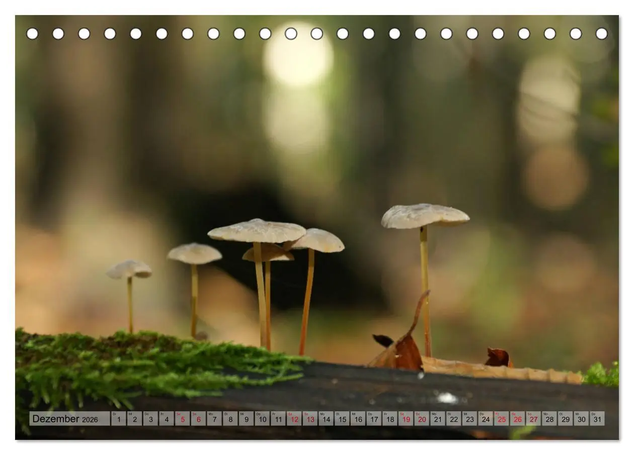 Bild: 9783457866665 | Der Hainich in Thüringen - Weltnaturerbe (Tischkalender 2026 DIN A5...