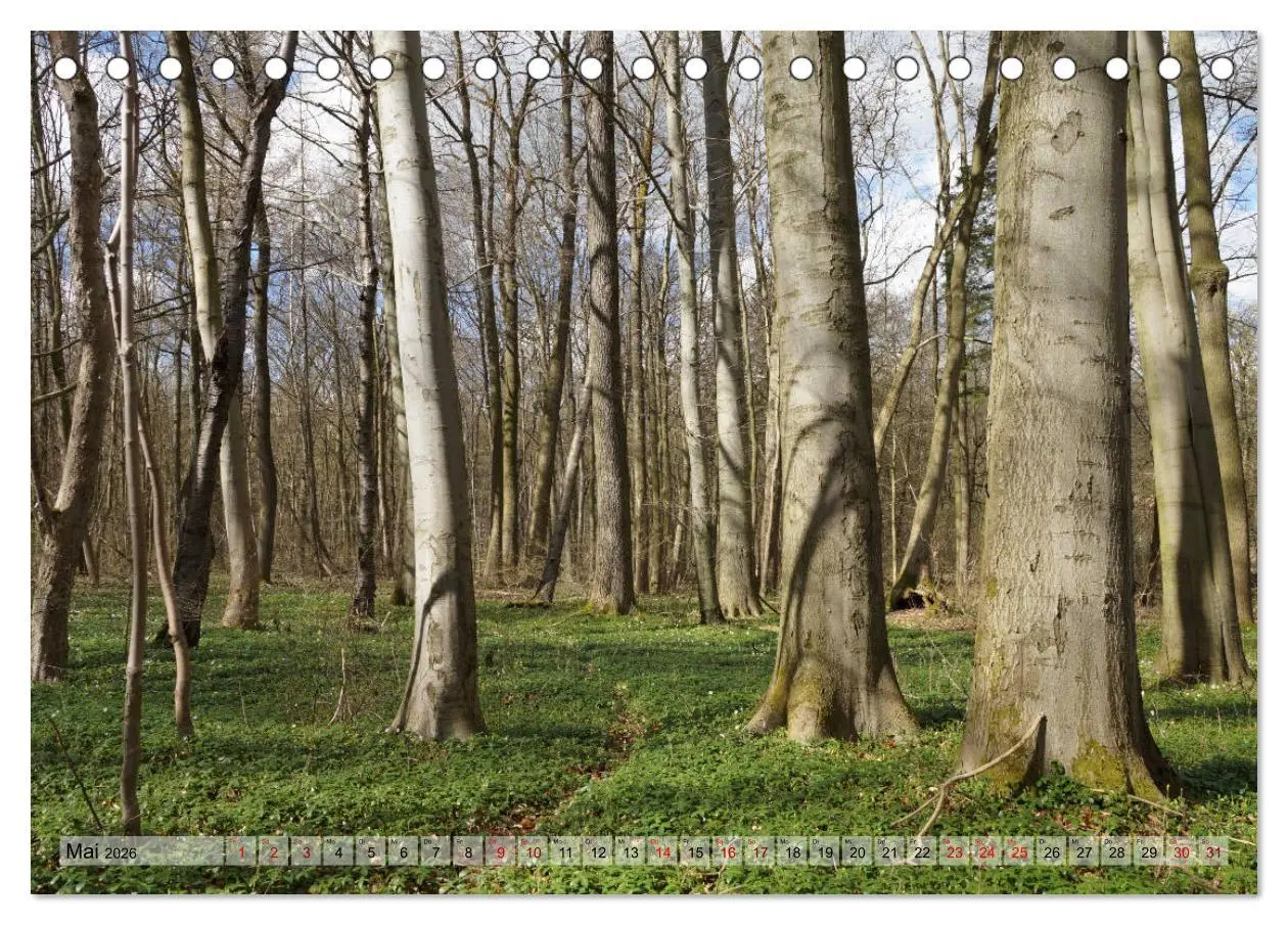 Bild: 9783457866665 | Der Hainich in Thüringen - Weltnaturerbe (Tischkalender 2026 DIN A5...