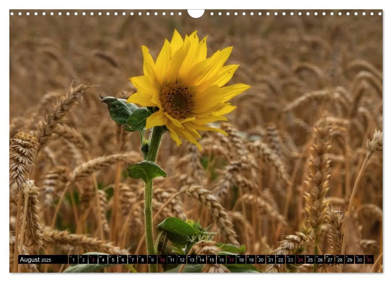 Bild: 9783435696765 | Zeit für Sonnenblumen (Wandkalender 2025 DIN A3 quer), CALVENDO...
