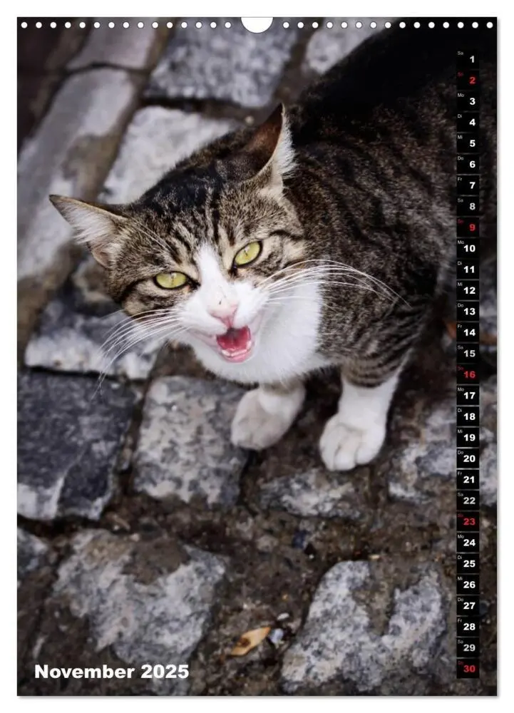 Bild: 9783457086865 | Istanbuls Katzen (Wandkalender 2025 DIN A3 hoch), CALVENDO...