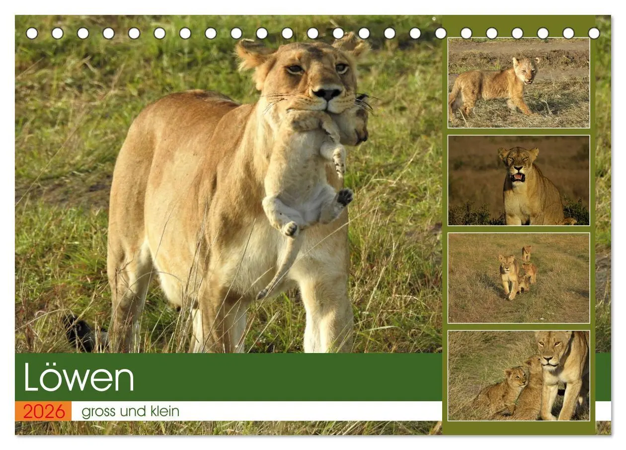Cover: 9783457536865 | Löwen - gross und klein (Tischkalender 2026 DIN A5 quer), CALVENDO...