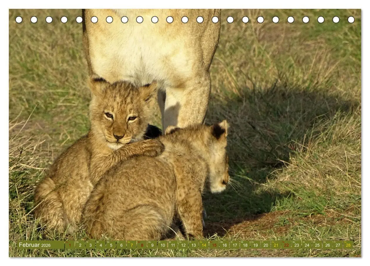 Bild: 9783457536865 | Löwen - gross und klein (Tischkalender 2026 DIN A5 quer), CALVENDO...