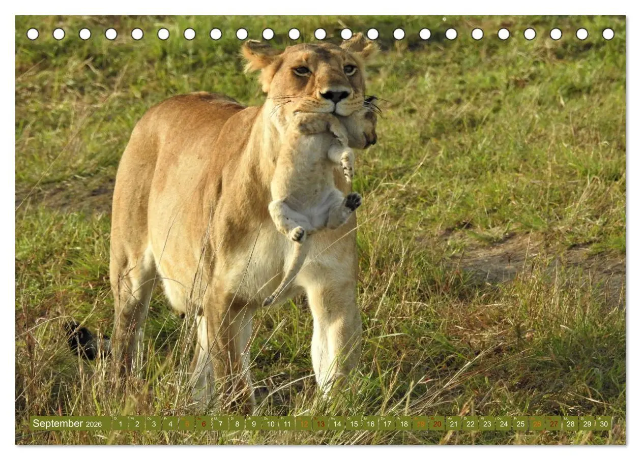 Bild: 9783457536865 | Löwen - gross und klein (Tischkalender 2026 DIN A5 quer), CALVENDO...
