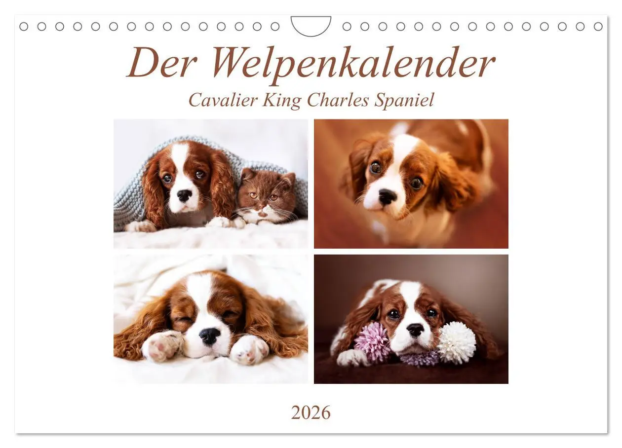 Cover: 9783457916865 | Der Welpenkalender - Cavalier King Charles Spaniel (Wandkalender...