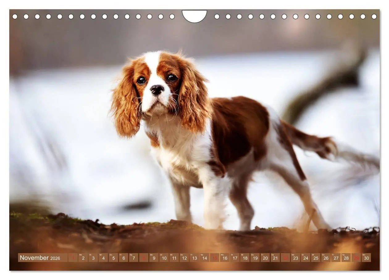 Bild: 9783457916865 | Der Welpenkalender - Cavalier King Charles Spaniel (Wandkalender...
