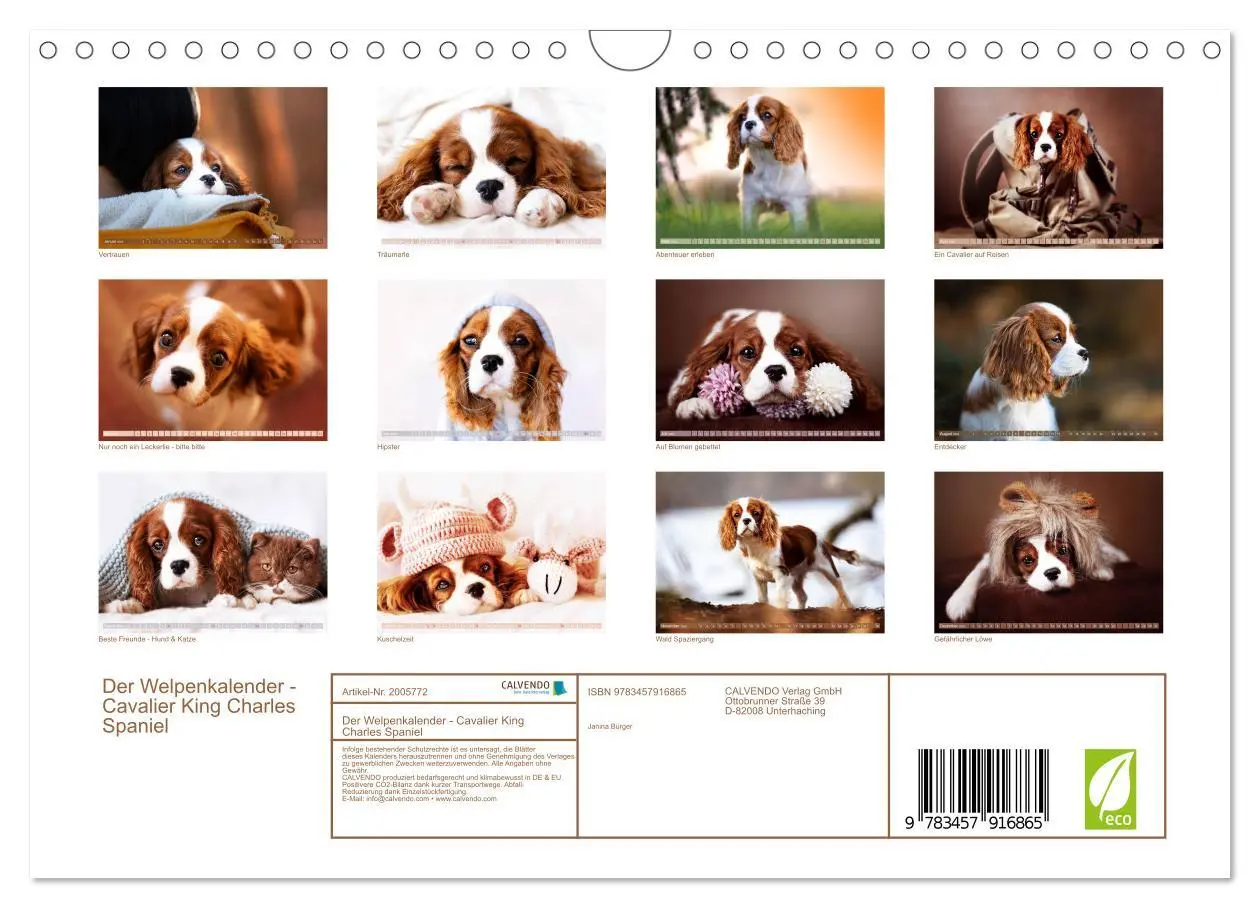 Bild: 9783457916865 | Der Welpenkalender - Cavalier King Charles Spaniel (Wandkalender...