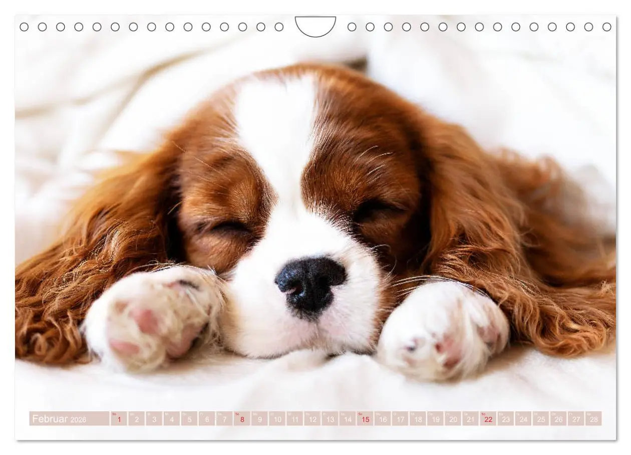 Bild: 9783457916865 | Der Welpenkalender - Cavalier King Charles Spaniel (Wandkalender...