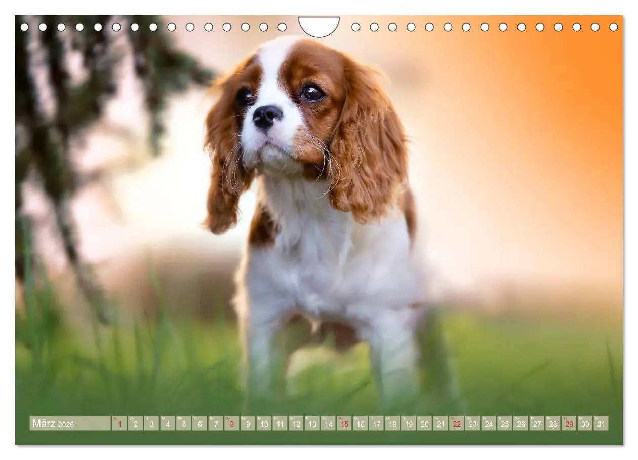 Bild: 9783457916865 | Der Welpenkalender - Cavalier King Charles Spaniel (Wandkalender...