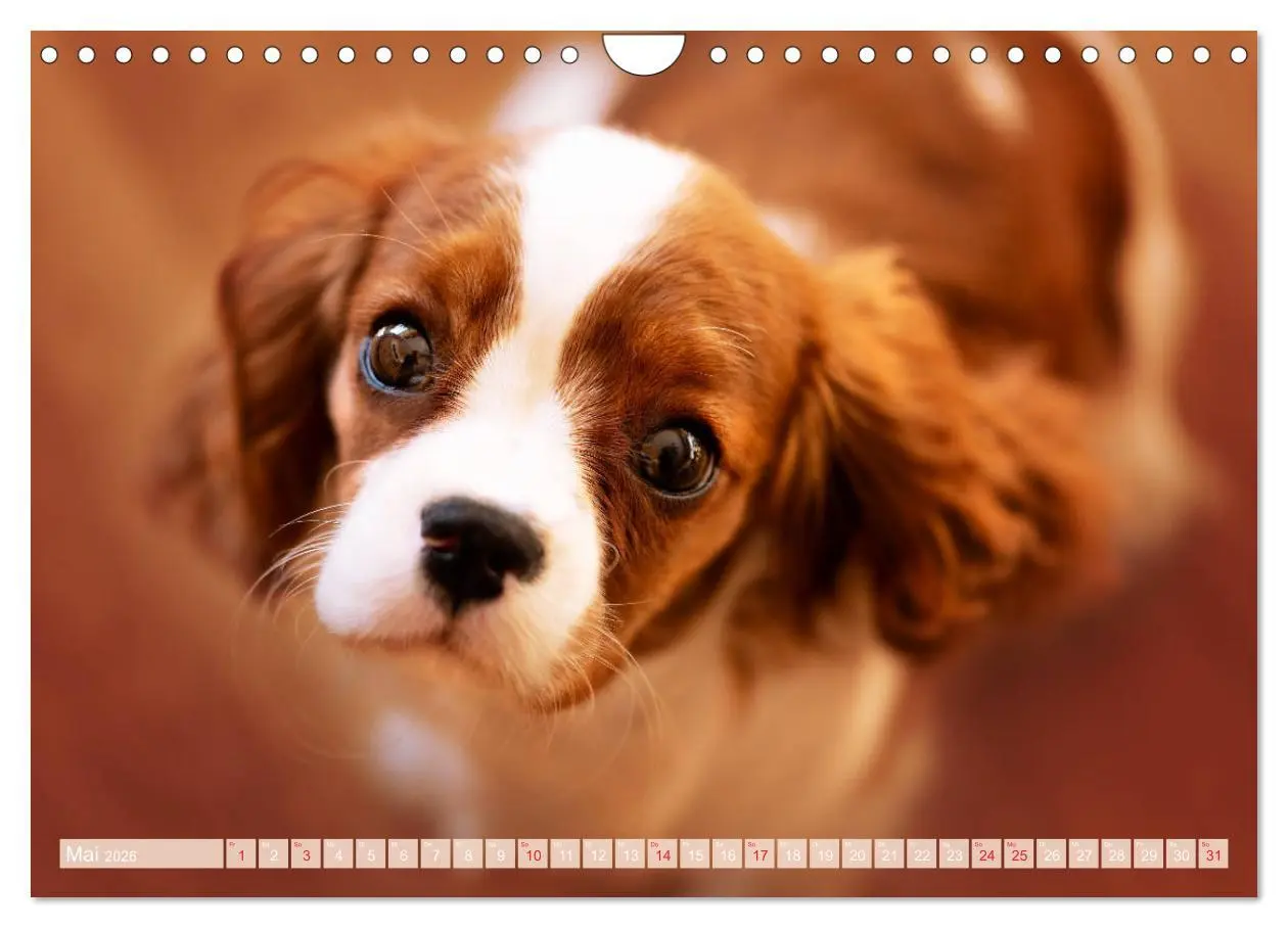 Bild: 9783457916865 | Der Welpenkalender - Cavalier King Charles Spaniel (Wandkalender...