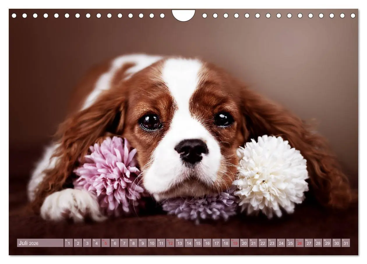 Bild: 9783457916865 | Der Welpenkalender - Cavalier King Charles Spaniel (Wandkalender...