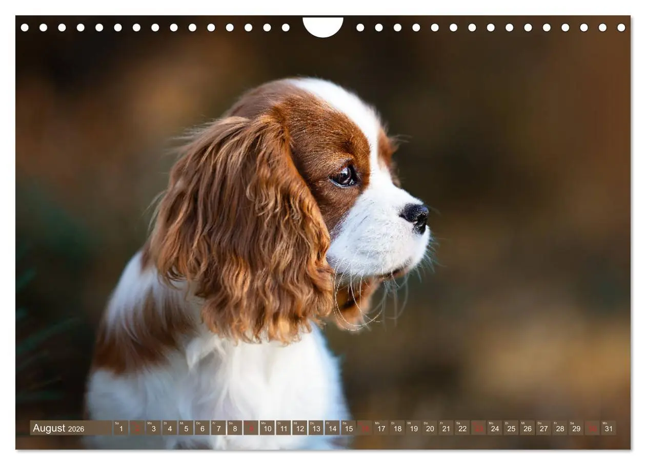 Bild: 9783457916865 | Der Welpenkalender - Cavalier King Charles Spaniel (Wandkalender...