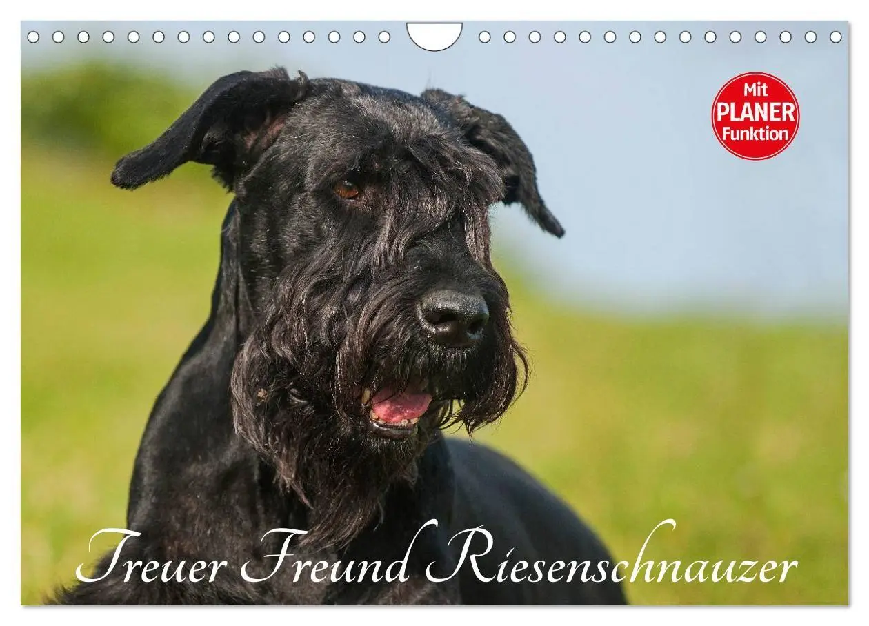 Cover: 9783569956865 | Treuer Freund Riesenschnauzer (Wandkalender 2027 DIN A4 quer),...