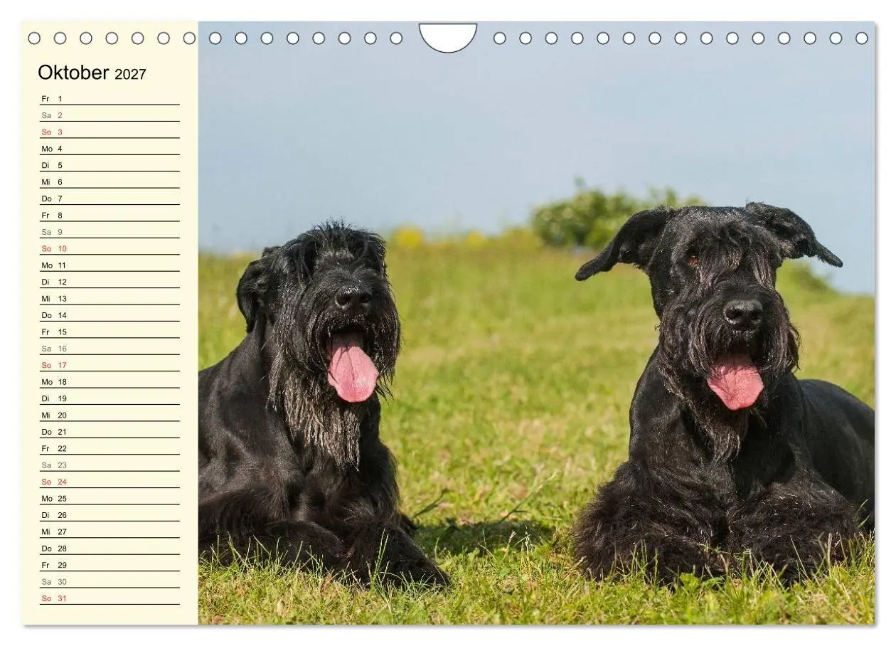 Bild: 9783569956865 | Treuer Freund Riesenschnauzer (Wandkalender 2027 DIN A4 quer),...