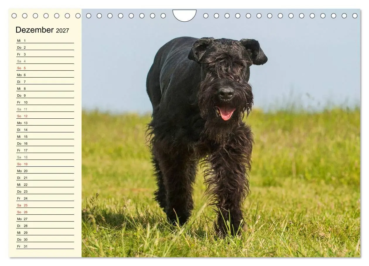 Bild: 9783569956865 | Treuer Freund Riesenschnauzer (Wandkalender 2027 DIN A4 quer),...