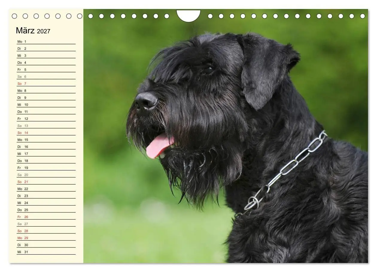Bild: 9783569956865 | Treuer Freund Riesenschnauzer (Wandkalender 2027 DIN A4 quer),...