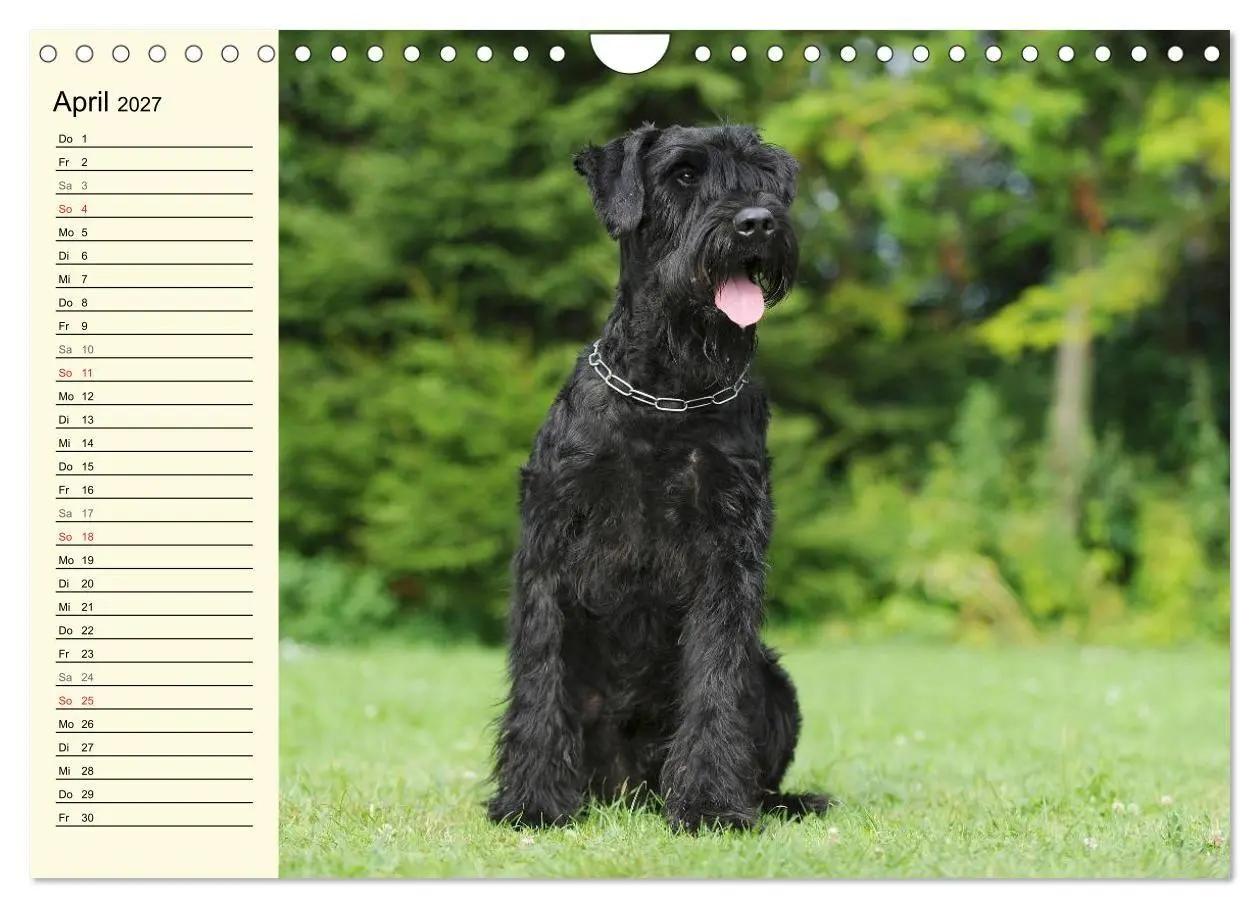 Bild: 9783569956865 | Treuer Freund Riesenschnauzer (Wandkalender 2027 DIN A4 quer),...