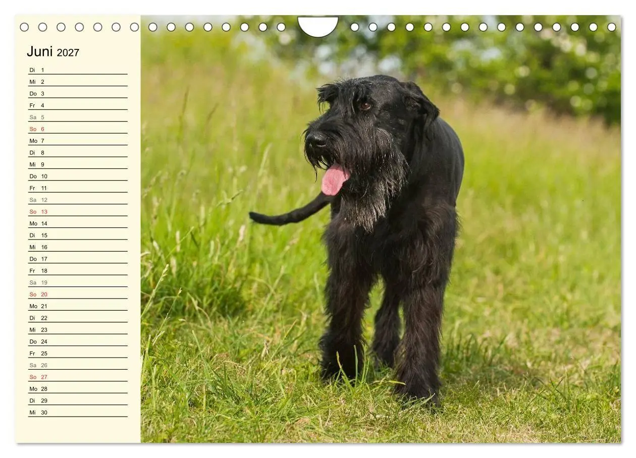Bild: 9783569956865 | Treuer Freund Riesenschnauzer (Wandkalender 2027 DIN A4 quer),...