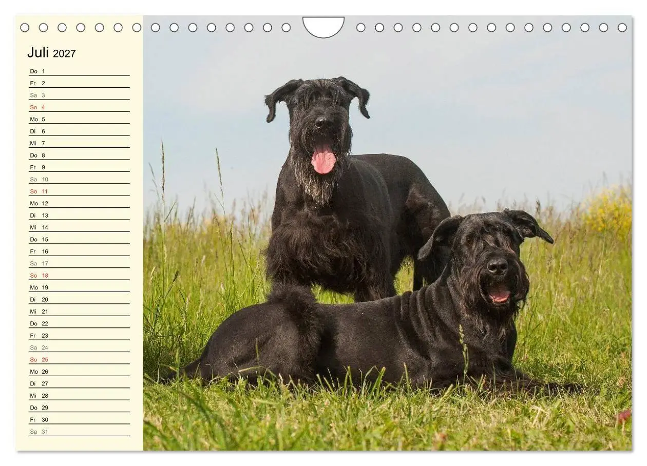 Bild: 9783569956865 | Treuer Freund Riesenschnauzer (Wandkalender 2027 DIN A4 quer),...
