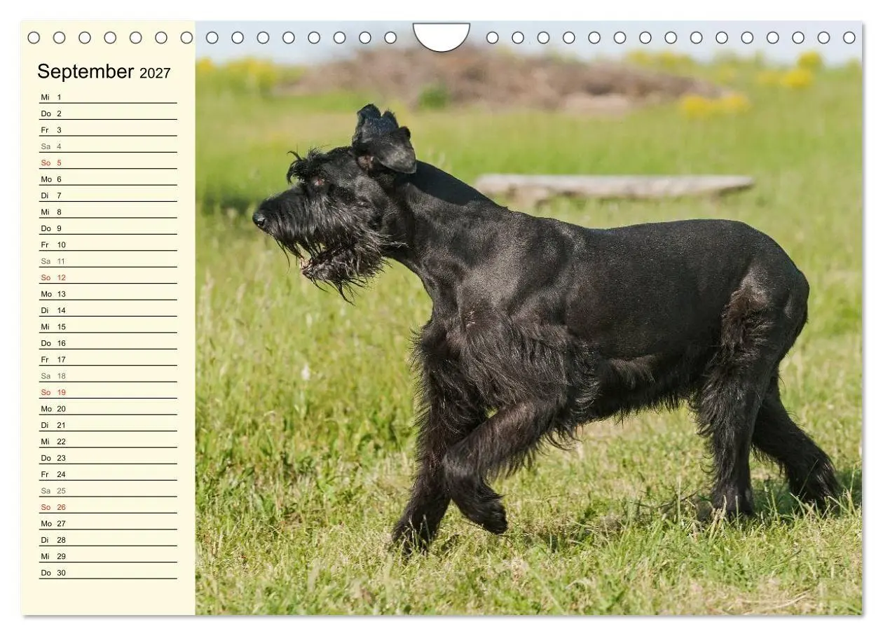 Bild: 9783569956865 | Treuer Freund Riesenschnauzer (Wandkalender 2027 DIN A4 quer),...