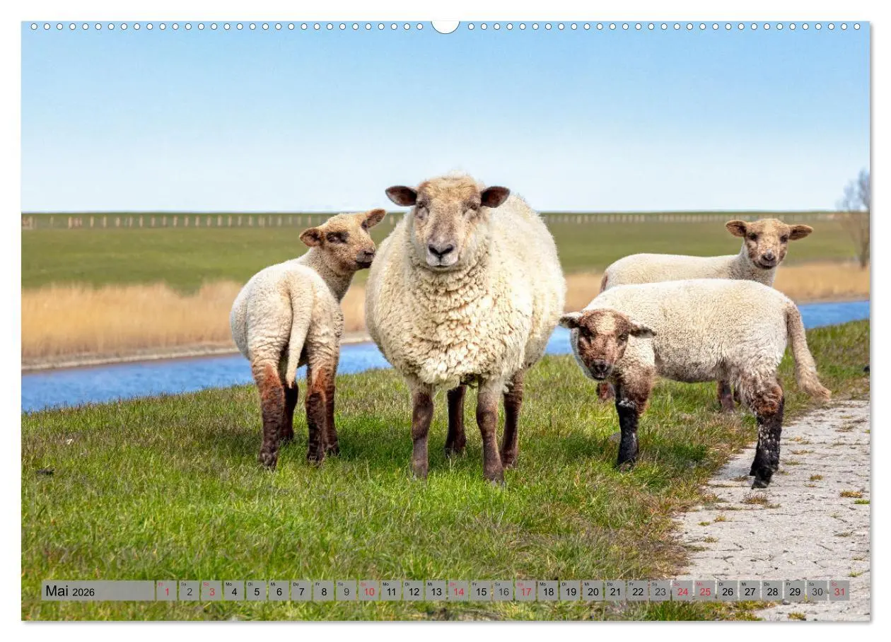 Bild: 9783457456965 | NORDDEICH-LIEBE (hochwertiger Premium Wandkalender 2026 DIN A2...