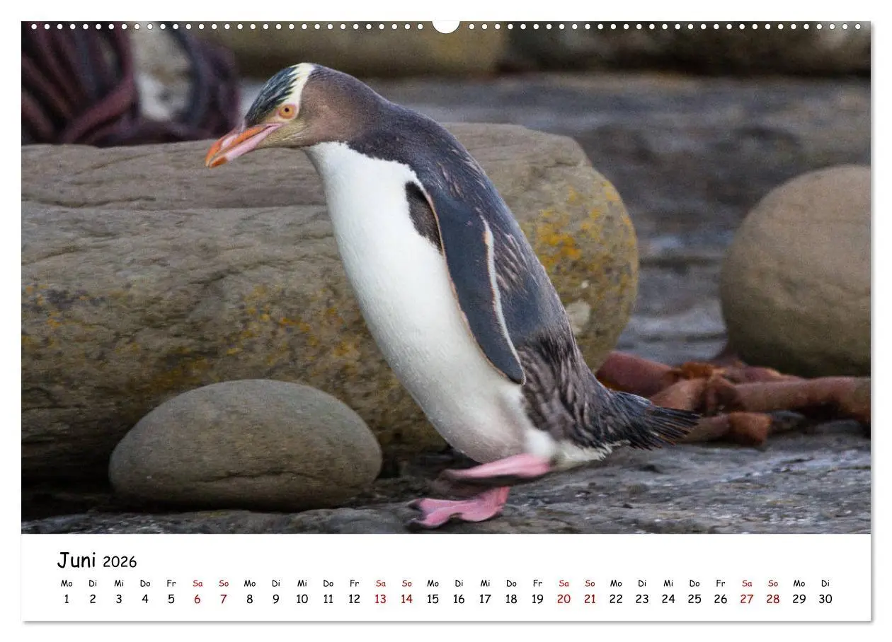 Bild: 9783457906965 | Neuseeland-Aotearoa, Land der weißen Wolke (Wandkalender 2026 DIN...