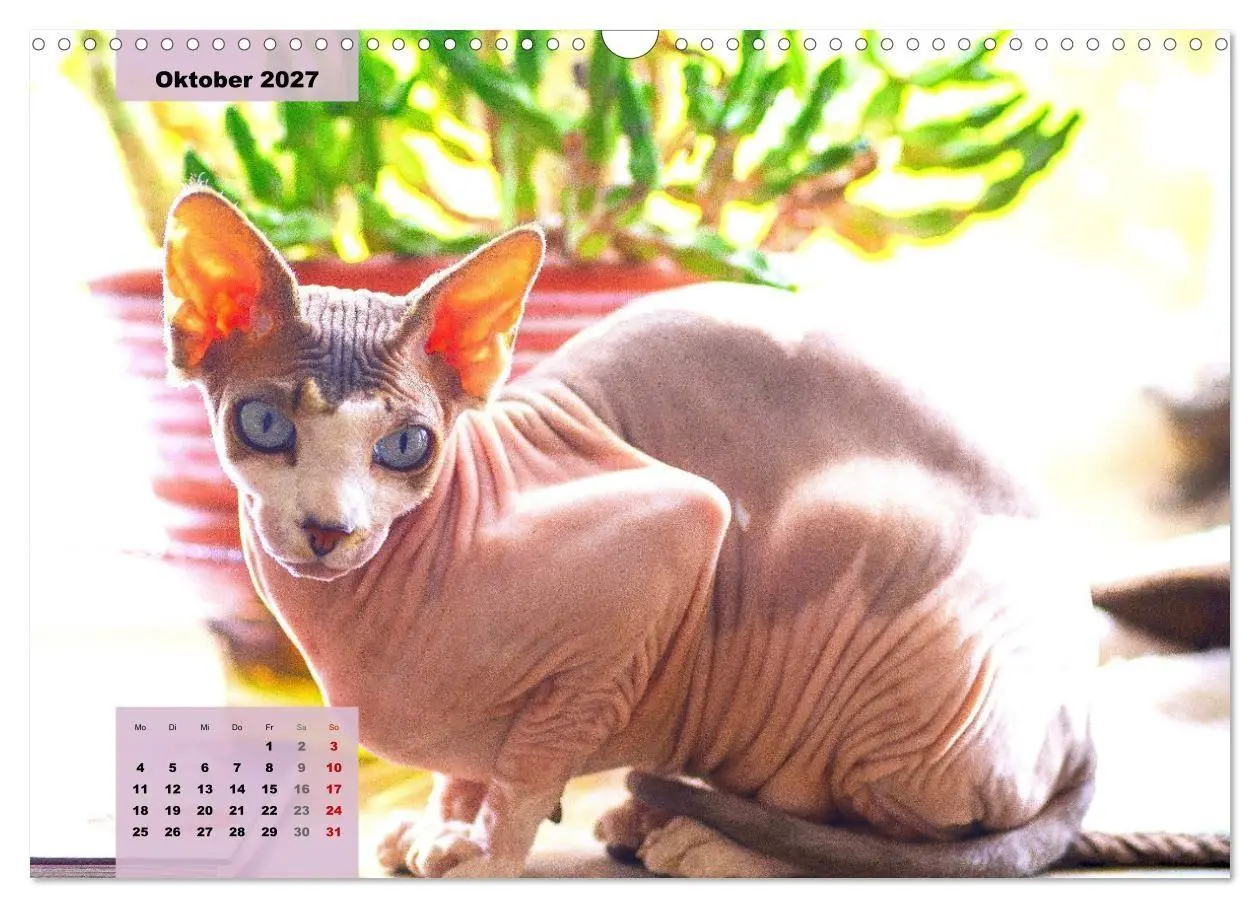 Bild: 9783569496965 | Sphinx. Grazile und anmutige Nacktkatzen (Wandkalender 2027 DIN A3...
