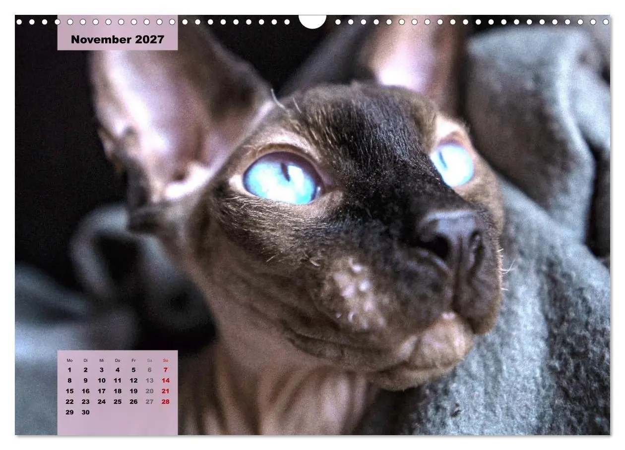 Bild: 9783569496965 | Sphinx. Grazile und anmutige Nacktkatzen (Wandkalender 2027 DIN A3...