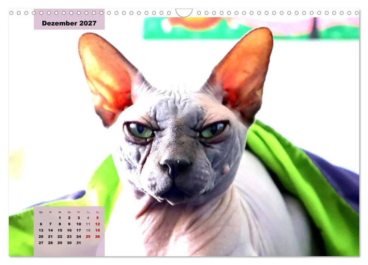 Bild: 9783569496965 | Sphinx. Grazile und anmutige Nacktkatzen (Wandkalender 2027 DIN A3...